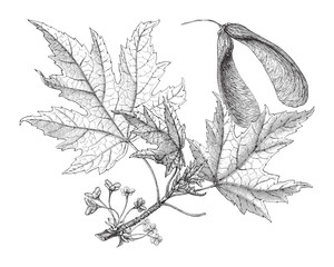 silverleaf maple (acer saccharinum) / vintage illustration from meyers konversations-lexikon 1897