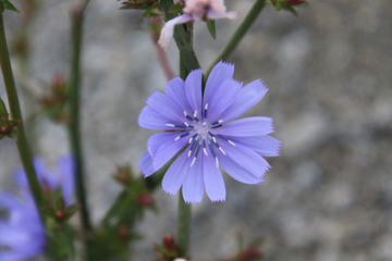 A closeup of a purple flower