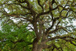 © BrigitteT - The large sprawling branches of a 100 to 300 year old majestic Live Oak Tree in Wimberley Texas reaches across the park to offer shade on a hot Summer day.