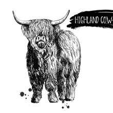 Hand Drawn Sketch Style Highland Cattle Isolated On White Background. Vector Illustration.