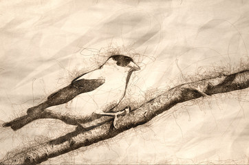 Canvas Print - Sketch of American Goldfinch Perched on a Branch