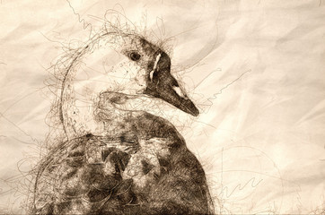 Poster - Sketch of the Profile of a Young Chinese Goose on the Waters of a Peaceful Pond