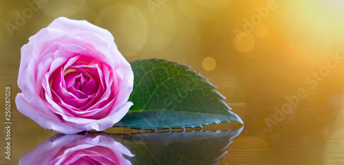 Spring Forward Springtime Concept Web Banner Background Of Pink