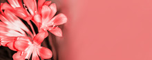 Beautiful Bright Pink Flowers Of Kaffir Lily (Clivia Miniata), Panoramic  Toned Image