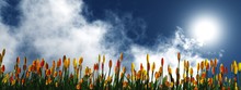 Tulips Against The Sky, Spring Flowers On A Cloud And Blue Sky, Spring Background With Tulips