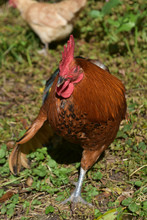 Brown Rooster With His Wing Extended And His Foot Raised