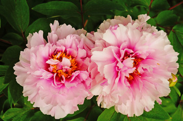 Peony flower with pink petals and yellow center on a bush with green leaves