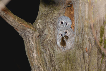 Poster - Tawny Owl (Strix aluco)