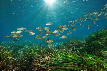 Wall Mural - Mediterranean sea school of fish with seagrass and sunlight underwater, Cabo de Gata Nijar, Almeria, Andalusia, Spain