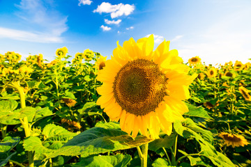 field of sunflowers
