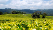 Tea plantation in Mufindi, tanzania, Africa.