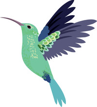 Hummingbird In Flight Against White Background, Vector
