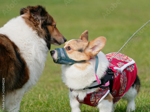 corgi muzzle