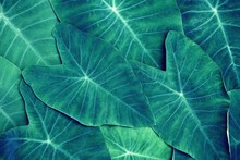 Green Araceae Leaf Texture Pattern, Beautiful Nature Texture Background Concept