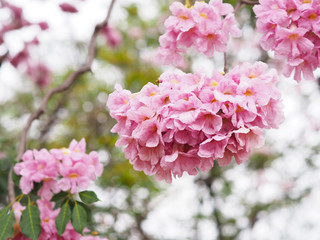 Wall Mural - Pink trumpet flowers for springtime or summer.