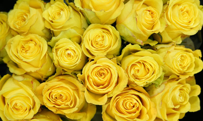 Fotomurales - Fresh yellow roses bouquet flower background 