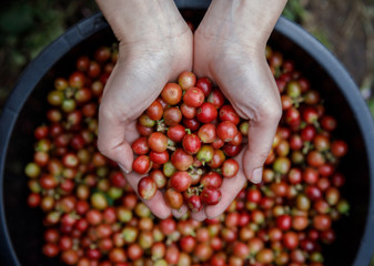 Close up hand holding fresh coffee beans