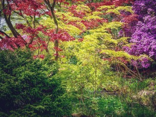 Canvas Print - Maple Tree Garden