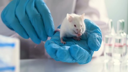 Wall Mural - Close up shot of young female scientist in rubber gloves holding white laboratory rat