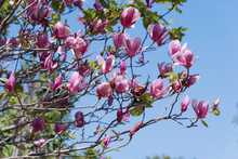 Mangnolia Blossom
