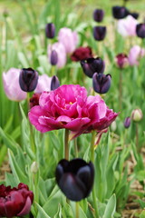 Wall Mural - rosa pink und schwarze Tulpen wachsen und blühen Blumenfeld