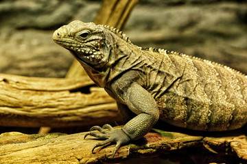 Detail of the iguana head and body