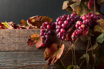 Sticker - Bunches of ripe red grapes and vine leaves.