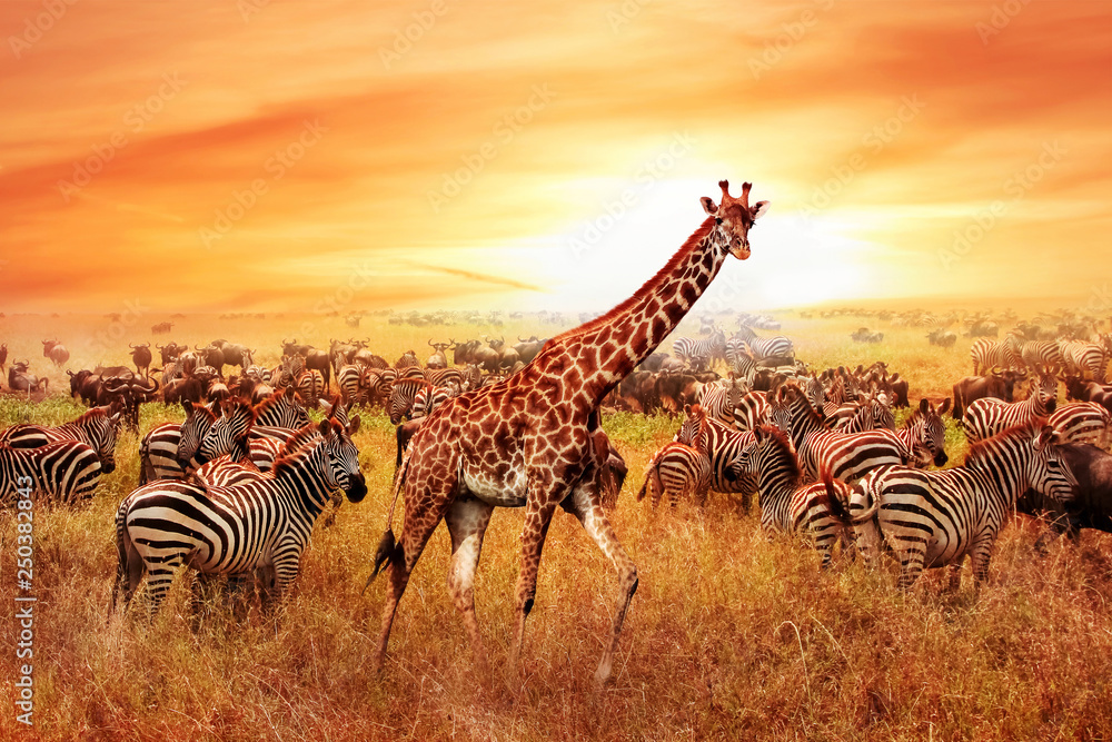 Wild African zebras and giraffe in the African savannah. Serengeti National Park. Wildlife of Tanzania. Artistic image. - obrazy, fototapety, plakaty 
