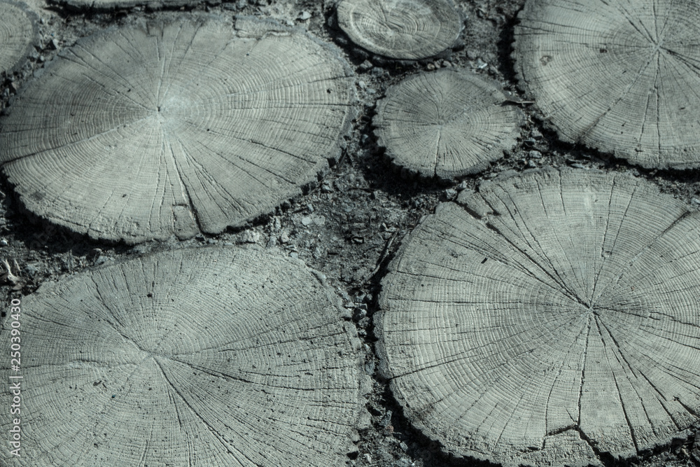 Wood tile. Cross section of the tree. Hemp. Pattern Texture. Background ...