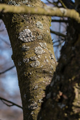 Poster - Gray lichen on a tree trunk.