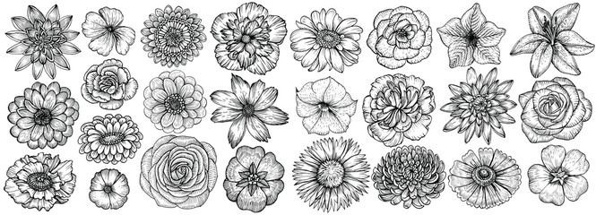 hand drawn flowers, vector illustration. floral vintage sketch.
