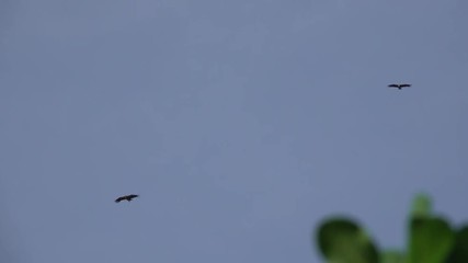 Wall Mural - pair of huge vulture in flight. himalayan griffon soaring over the mountain with hanging legs betwee