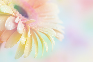 Wall Mural - Gerbera with color filter. Macro. Spring and summer background in the form of a flower in the soft light. Color filter for design. gerbera bud close up.
