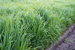 Renewable resource switchgrass for heating and production biofuel