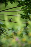 Fototapeta Paryż - Hummingbird sitting on branch of tree, hummingbird from tropical rainforest,Ecuador,bird perching,tiny beautiful bird resting in garden,clear background,nature scene,wildlife,bird silhouette,exotic