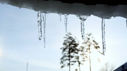 Wall Mural - the snow is melting, water is dripping from the tips of the icicles.