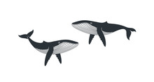 Whale Logo. Isolated Whale On White Background