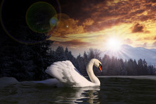 Swan In A Lake On Summer