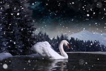 Swan In A Lake On Winter