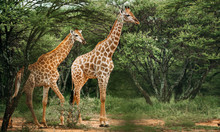 A Pair Of Giraffe Walking Through The Trees In The Bush In A National Park In South Africa