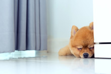 Sleeping Pomeranian Puppy Dog