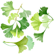Ginkgo Biloba Green Leaves. Watercolor Background Illustration Set. Isolated Ginkgo Illustration Element.