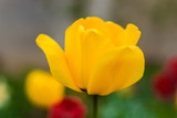 Fototapeta Dmuchawce - yellow tulip close-up 