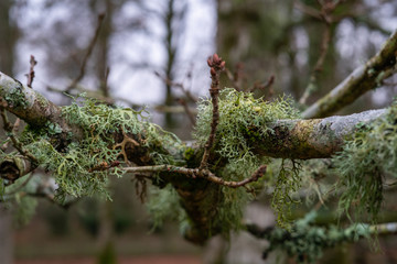 moss on branch, twig