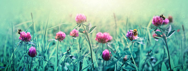 Bee on colorful clover flowers field. Summer background.