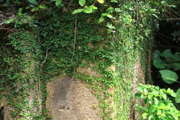 ivy leaves isolated on a gray back ground