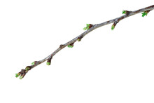 Spring Branch With Green Buds Of A Tree, Isolated Over White Background