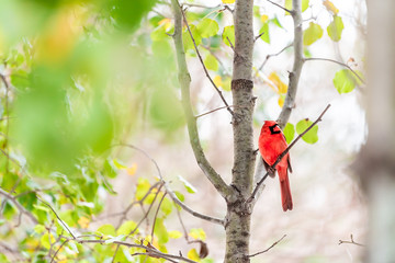 Red northern cardinal bird, Cardinalis, perched on tree branch with autumn or spring green yellow leaves on cherry plant with vivid vibrant colors