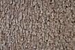 © Anchasa - White Oak tree bark background texture, Winter in Georgia USA.