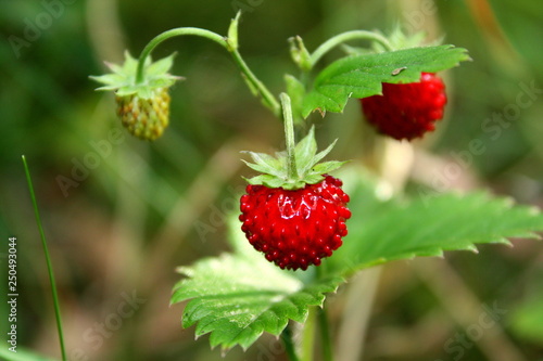 Dekoracja na wymiar  poziomka-wild-strawbery-walderdbeere